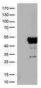 Gamma-enolase antibody, UM800177, Origene, Western Blot image 