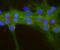 AC-III antibody, PA5-35382, Invitrogen Antibodies, Immunofluorescence image 