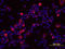 IL-6 antibody, MAB686, R&D Systems, Western Blot image 