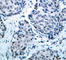 Mitogen-Activated Protein Kinase Kinase 4 antibody, abx000438, Abbexa, Western Blot image 