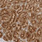 Coatomer Protein Complex Subunit Alpha antibody, HPA028024, Atlas Antibodies, Immunohistochemistry paraffin image 