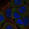 StAR Related Lipid Transfer Domain Containing 5 antibody, HPA040662, Atlas Antibodies, Immunofluorescence image 