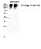 Interleukin 6 Signal Transducer antibody, A01216, Boster Biological Technology, Western Blot image 