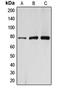 Rho GTPase Activating Protein 22 antibody, LS-C353511, Lifespan Biosciences, Western Blot image 
