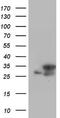 RNA Transcription, Translation And Transport Factor antibody, TA804051S, Origene, Western Blot image 