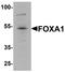 HNF-3A antibody, TA326635, Origene, Western Blot image 