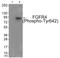 Fibroblast Growth Factor Receptor 4 antibody, AP55850PU-S, Origene, Western Blot image 