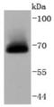 A-Raf Proto-Oncogene, Serine/Threonine Kinase antibody, NBP2-67843, Novus Biologicals, Western Blot image 