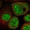Ring Finger Protein 219 antibody, HPA034785, Atlas Antibodies, Immunofluorescence image 