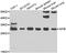 Spi-B Transcription Factor antibody, abx006962, Abbexa, Western Blot image 
