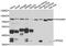 Tumor Protein P53 Inducible Protein 3 antibody, MBS9128924, MyBioSource, Western Blot image 