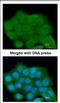 Leucine Rich Repeats And Guanylate Kinase Domain Containing antibody, NBP2-17163, Novus Biologicals, Immunocytochemistry image 