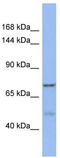 KAT8 Regulatory NSL Complex Subunit 1 Like antibody, TA338868, Origene, Western Blot image 
