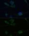 pVHL antibody, GTX32968, GeneTex, Immunofluorescence image 