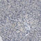 Ubiquitin C-Terminal Hydrolase L3 antibody, HPA019678, Atlas Antibodies, Immunohistochemistry paraffin image 