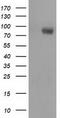 Phosphoinositide-3-Kinase Adaptor Protein 1 antibody, CF501753, Origene, Western Blot image 