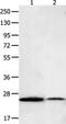 BCL2 Like 15 antibody, PA5-50194, Invitrogen Antibodies, Western Blot image 