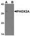 Paired Like Homeobox 2A antibody, TA319616, Origene, Western Blot image 