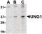 UNG1 antibody, PA5-20265, Invitrogen Antibodies, Western Blot image 
