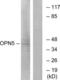 OPN5 antibody, LS-C120811, Lifespan Biosciences, Western Blot image 