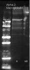 LEM Domain Containing 3 antibody, orb107113, Biorbyt, Western Blot image 