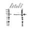 KH-Type Splicing Regulatory Protein antibody, VPA00216, Bio-Rad (formerly AbD Serotec) , Western Blot image 