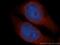 UBX Domain Protein 6 antibody, 14706-1-AP, Proteintech Group, Immunofluorescence image 