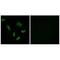ACSB antibody, A09287, Boster Biological Technology, Immunohistochemistry frozen image 