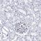 DEF6 Guanine Nucleotide Exchange Factor antibody, PA5-58619, Invitrogen Antibodies, Immunohistochemistry paraffin image 