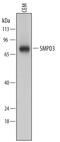 Sphingomyelin phosphodiesterase 3 antibody, MAB7184, R&D Systems, Western Blot image 