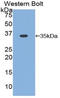 Cyclin D1 antibody, LS-C303707, Lifespan Biosciences, Western Blot image 