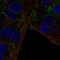 CKLF Like MARVEL Transmembrane Domain Containing 7 antibody, HPA077409, Atlas Antibodies, Immunofluorescence image 