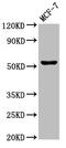 Choline kinase alpha antibody, CSB-PA005353LA01HU, Cusabio, Western Blot image 