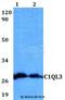 Complement C1q Like 3 antibody, A14694, Boster Biological Technology, Western Blot image 