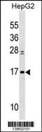 Myosin light polypeptide 6 antibody, 59-890, ProSci, Western Blot image 