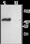 Cyclic nucleotide-gated olfactory channel antibody, GTX54816, GeneTex, Western Blot image 
