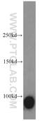 Calmegin antibody, 12629-1-AP, Proteintech Group, Western Blot image 