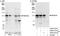 NEDD4 Like E3 Ubiquitin Protein Ligase antibody, A302-513A, Bethyl Labs, Immunoprecipitation image 