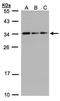 SAP Domain Containing Ribonucleoprotein antibody, TA308582, Origene, Western Blot image 