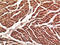 Cadherin 5 antibody, M02632-2, Boster Biological Technology, Immunohistochemistry frozen image 