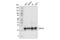Ribosomal Protein L10 antibody, 72912S, Cell Signaling Technology, Western Blot image 