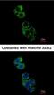 Glutathione S-transferase A2 antibody, NBP1-32157, Novus Biologicals, Immunofluorescence image 