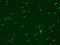 Triggering Receptor Expressed On Myeloid Cells Like 1 antibody, 204035-T02, Sino Biological, Immunohistochemistry frozen image 