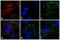 Rabbit IgG antibody, A16040, Invitrogen Antibodies, Immunofluorescence image 