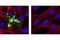 Caspase 9 antibody, 9509T, Cell Signaling Technology, Immunocytochemistry image 
