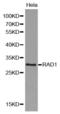 RAD1 Checkpoint DNA Exonuclease antibody, abx000974, Abbexa, Western Blot image 