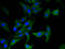 Aryl hydrocarbon receptor repressor antibody, LS-C498336, Lifespan Biosciences, Immunofluorescence image 