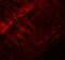 Synaptopodin 2 antibody, A07616, Boster Biological Technology, Immunofluorescence image 