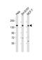 Mastermind-like protein 2 antibody, PA5-49460, Invitrogen Antibodies, Western Blot image 
