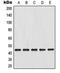 Mitogen-Activated Protein Kinase Kinase 4 antibody, orb214563, Biorbyt, Western Blot image 